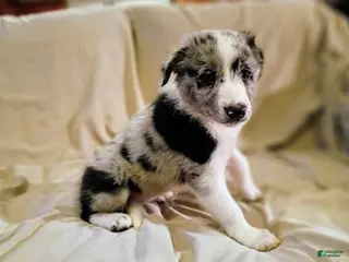 Border Collie dogs Border Collie 3 - Ad 11