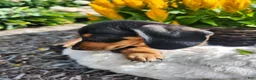 Miniature Dachshund dogs for sale: Zella - Ad 19