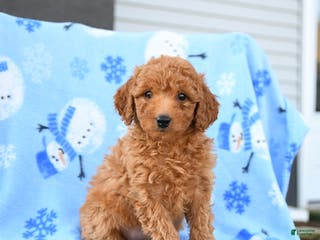 Mini Goldendoodle dogs Wicker - Ad 35