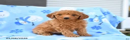 Mini Goldendoodle dogs for sale: Wicker - Ad 1