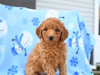 Mini Goldendoodle dogs Wicker - Ad 24