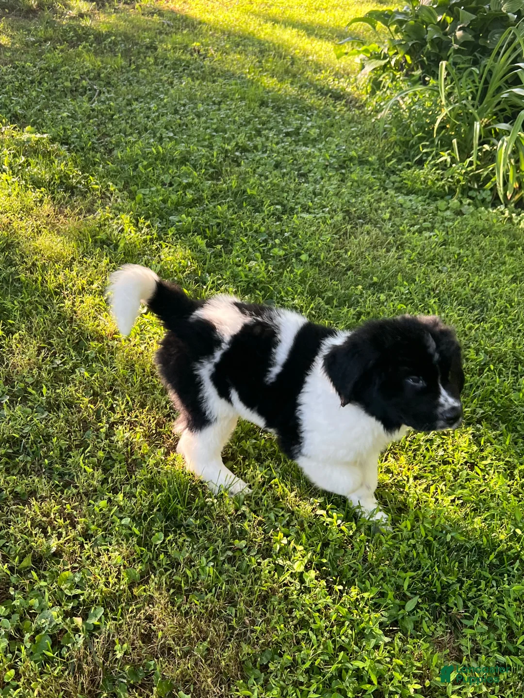 Newfoundland dogs for sale: Brown Walnut - Ad 2