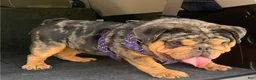 Beabull dogs for sale: Tristan - Ad 6