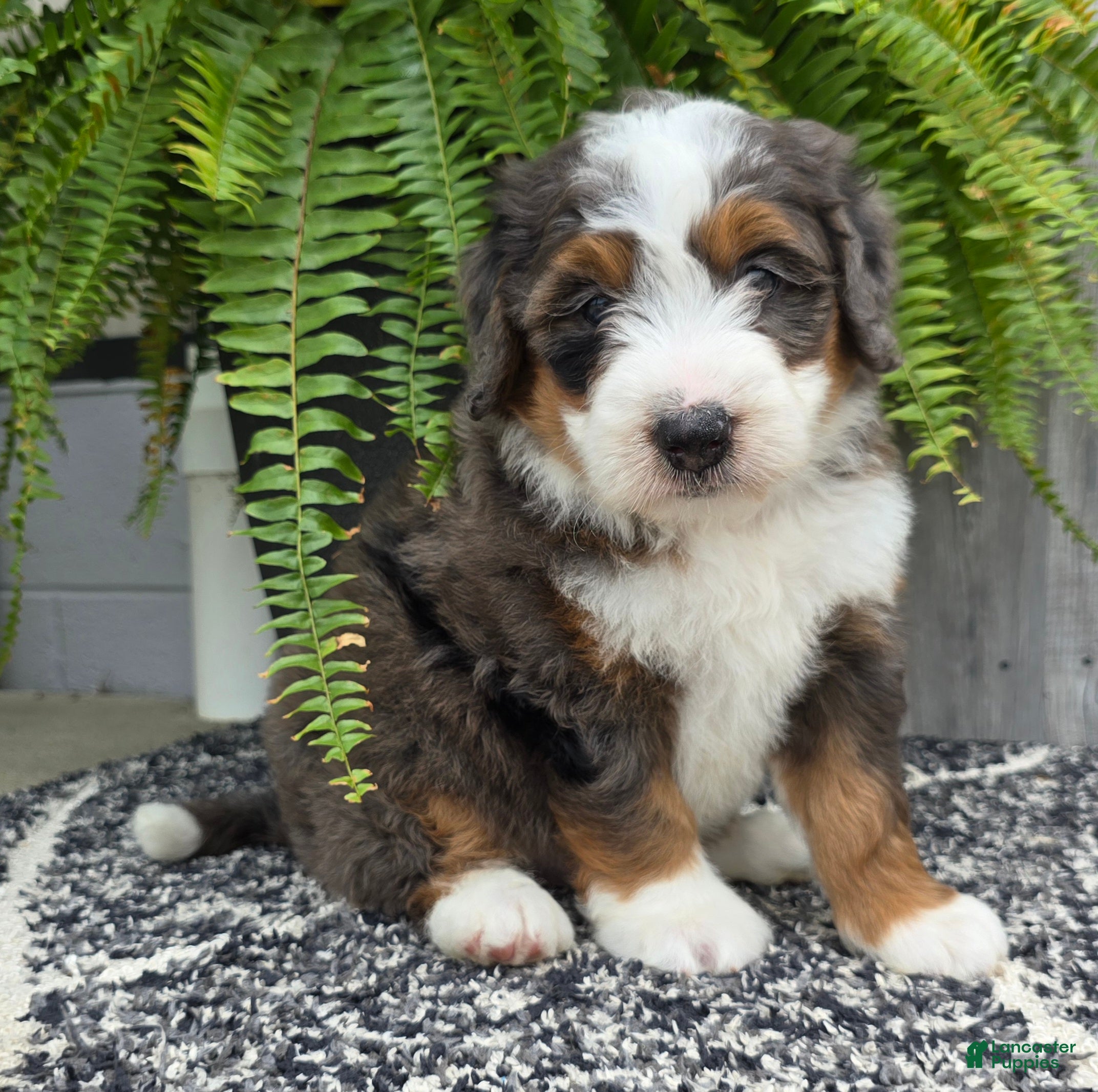 Mini Bernedoodle dogs Mini Jax - Ad 1