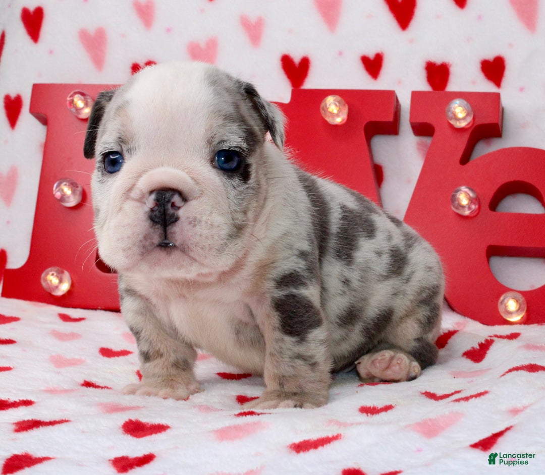 English Bulldog dogs for sale: Blu - Ad 1