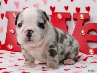 English Bulldog dogs Blu - Ad 16