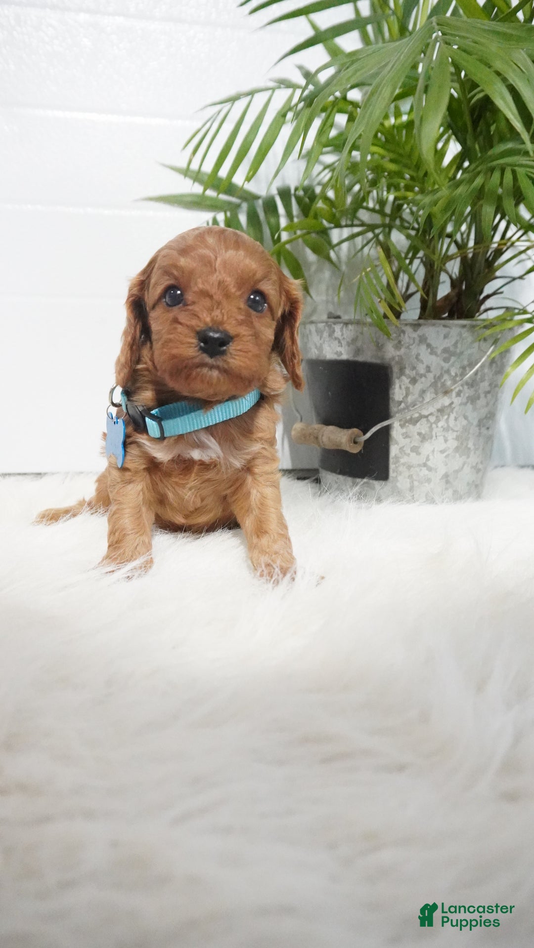 Cavapoo dogs for sale: Brody - Ad 9