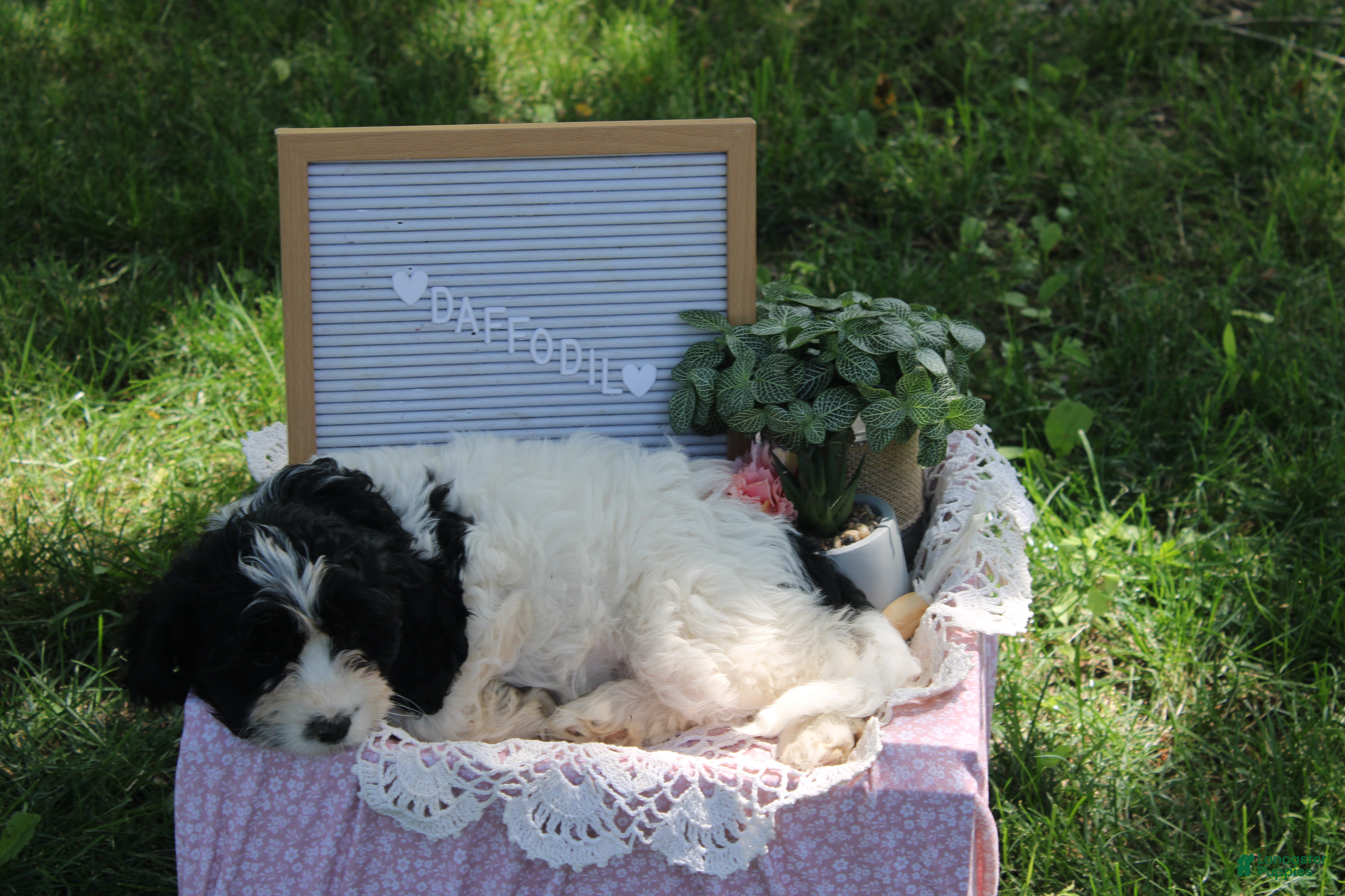 Cavapoo dogs Daffodil - Ad 2
