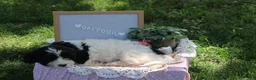 Cavapoo dogs for sale: Daffodil - Ad 2
