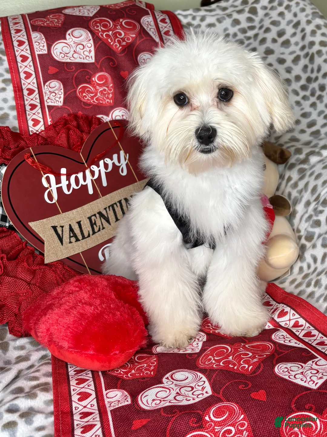 Maltese dogs for sale: Lemon - Ad 3