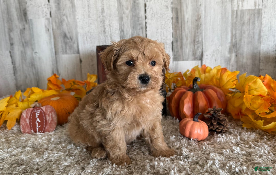 Maltipoo dogs for sale: Ozzy - Ad 6