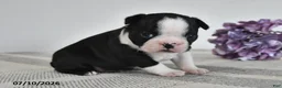 Boston Terrier dogs for sale: Fritz - Ad 3