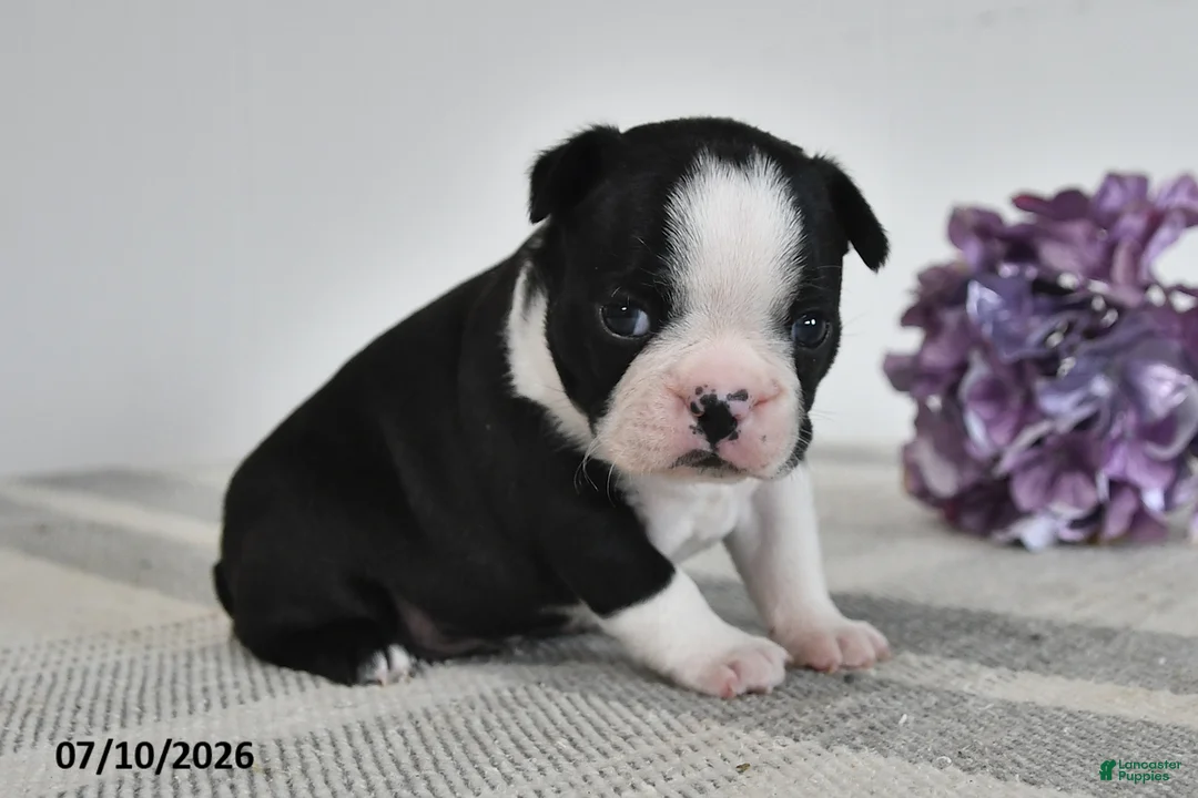 Boston Terrier dogs for sale: Fritz - Ad 3