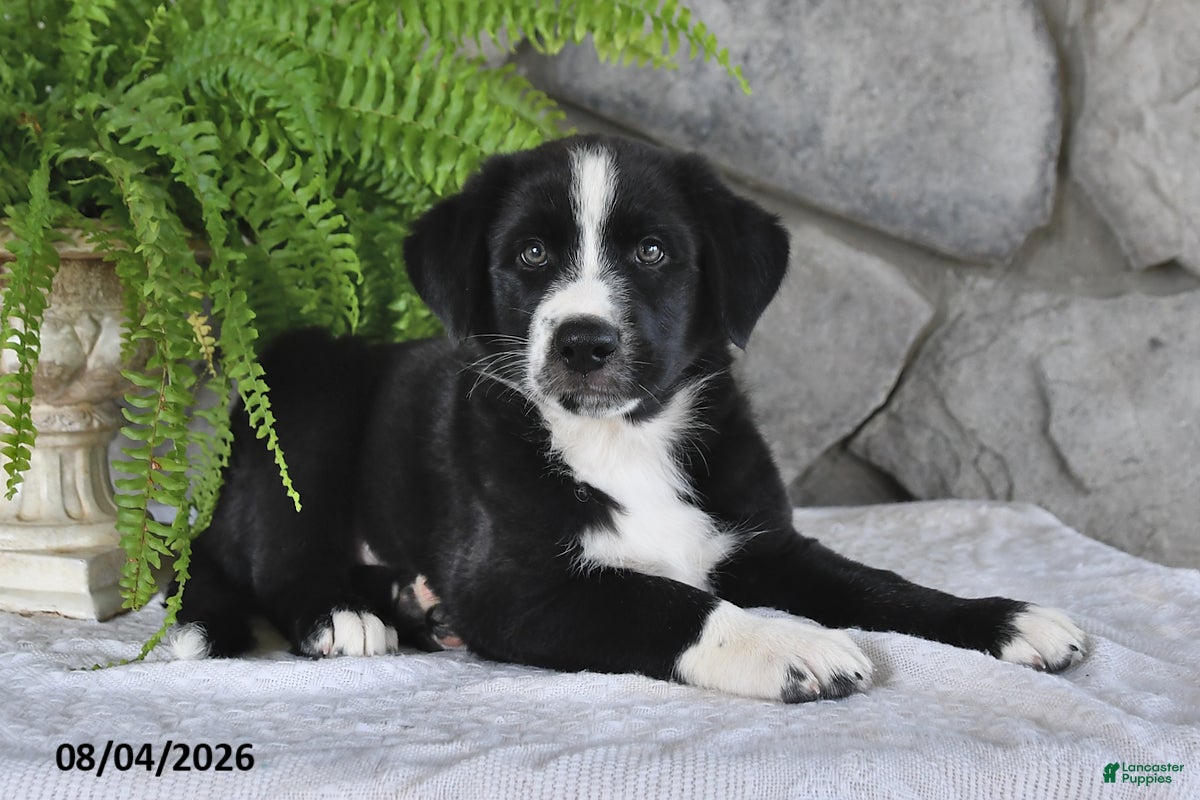 Mixed Breed dogs Romping Rocky - Ad 2