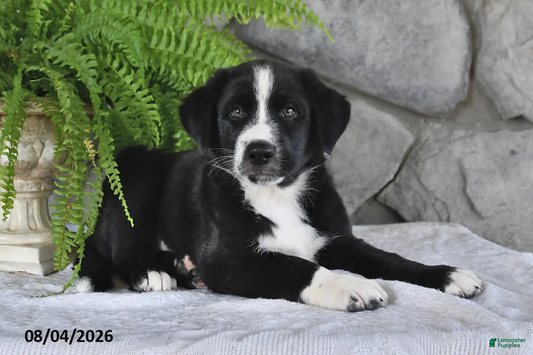 Mixed Breed dogs for sale: Romping Rocky - Ad 2