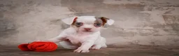 Chihuahua dogs for sale: Fiona - Ad 8