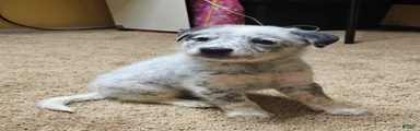 Australian Cattle Dog 2