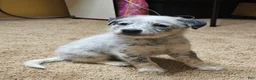 Australian Cattle Dog dogs for sale: Australian Cattle Dog 2 - Ad 1