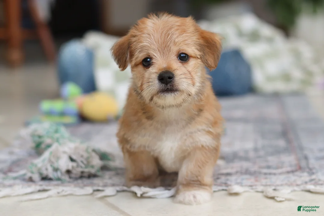 Morkie dogs for sale: Rory - Ad 7