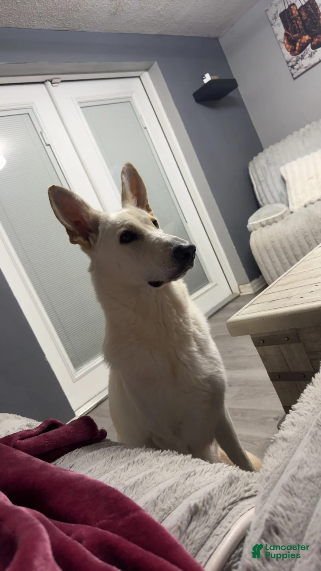 German Shepherd dogs for sale: Pink - Ad 2