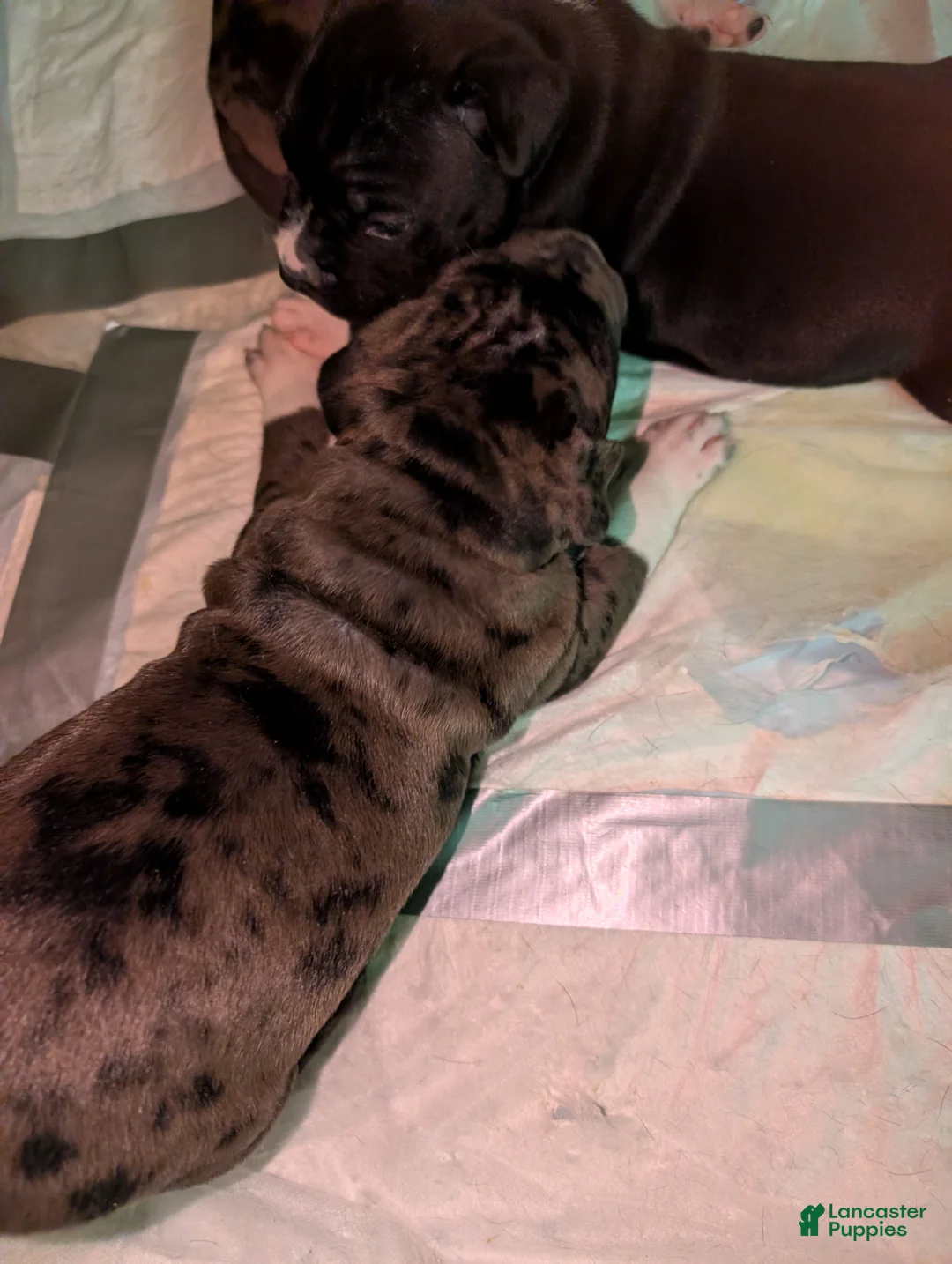 American Pit Bull Terrier dogs for sale: Demon - Ad 2