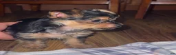 Mixed Breed dogs for sale: Mixed Breed 1 - Ad 3