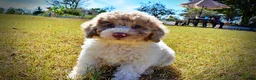 Havapoo dogs for sale: Noodles - Ad 6