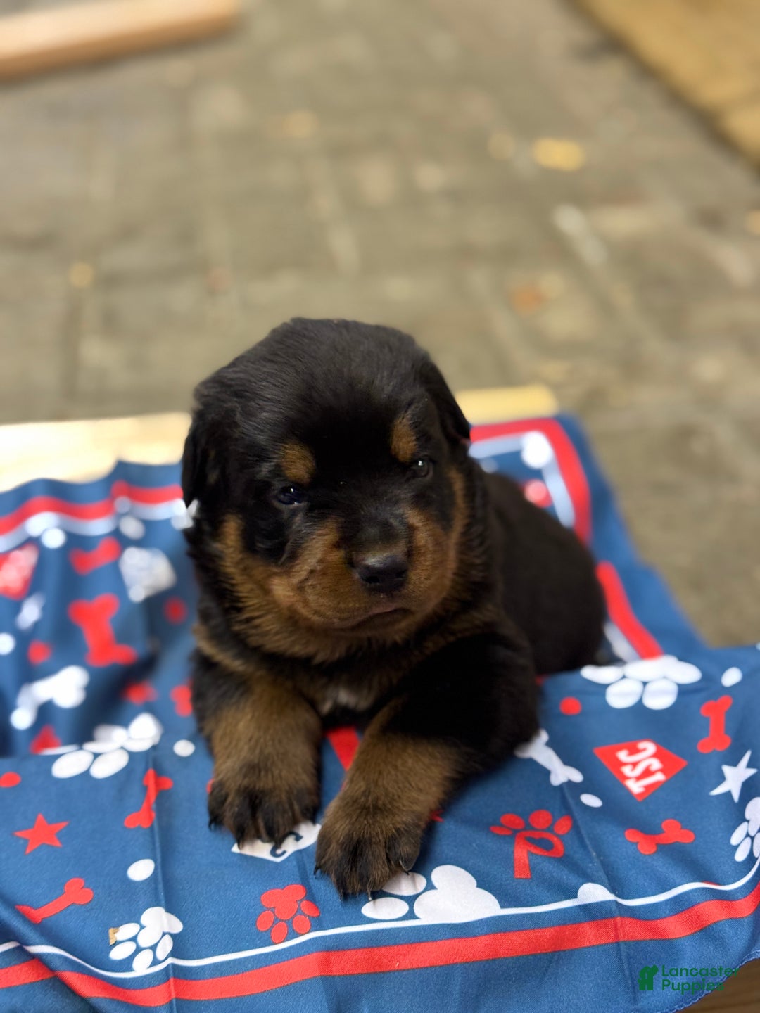 Rottweiler dogs for sale: Duke (Long Tail)  - Ad 3