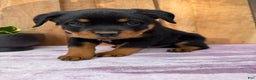Rottweiler dogs for sale: Rex - Ad 15