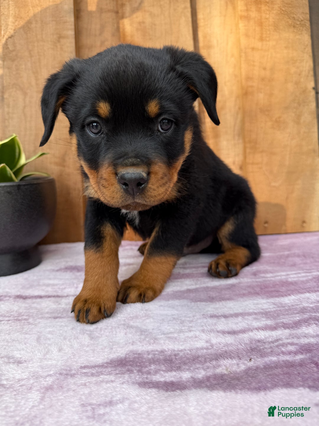Rottweiler dogs for sale: Rex - Ad 15