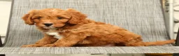 Cavapoo dogs for sale: Peanut - Ad 9