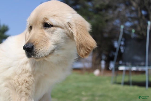 Golden Retriever dogs TRAINED Ranger the Golden Retriever Puppy  - Ad 2