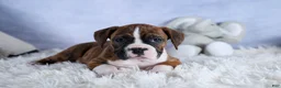 Boxer dogs for sale: Scarlett  - Ad 21