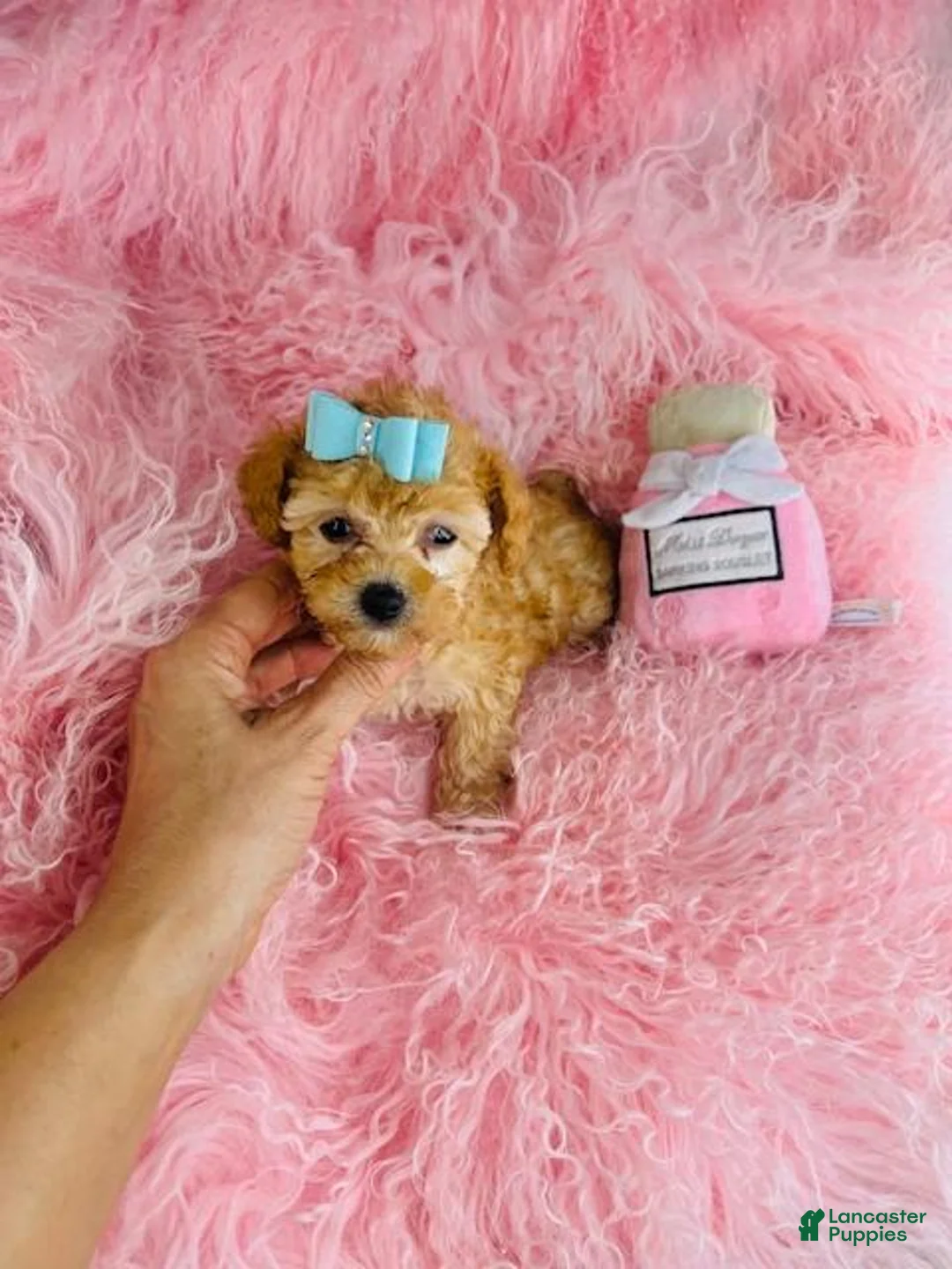 Toy Poodle dogs for sale: Toy Poodle Puppy 1 - Ad 2