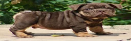 English Bulldog dogs for sale: BRuno  - Ad 5