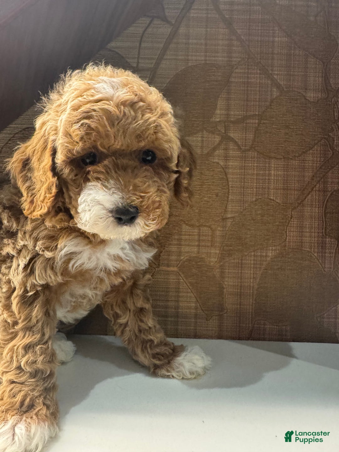 Toy Poodle dogs for sale: Cappuccino - Ad 5