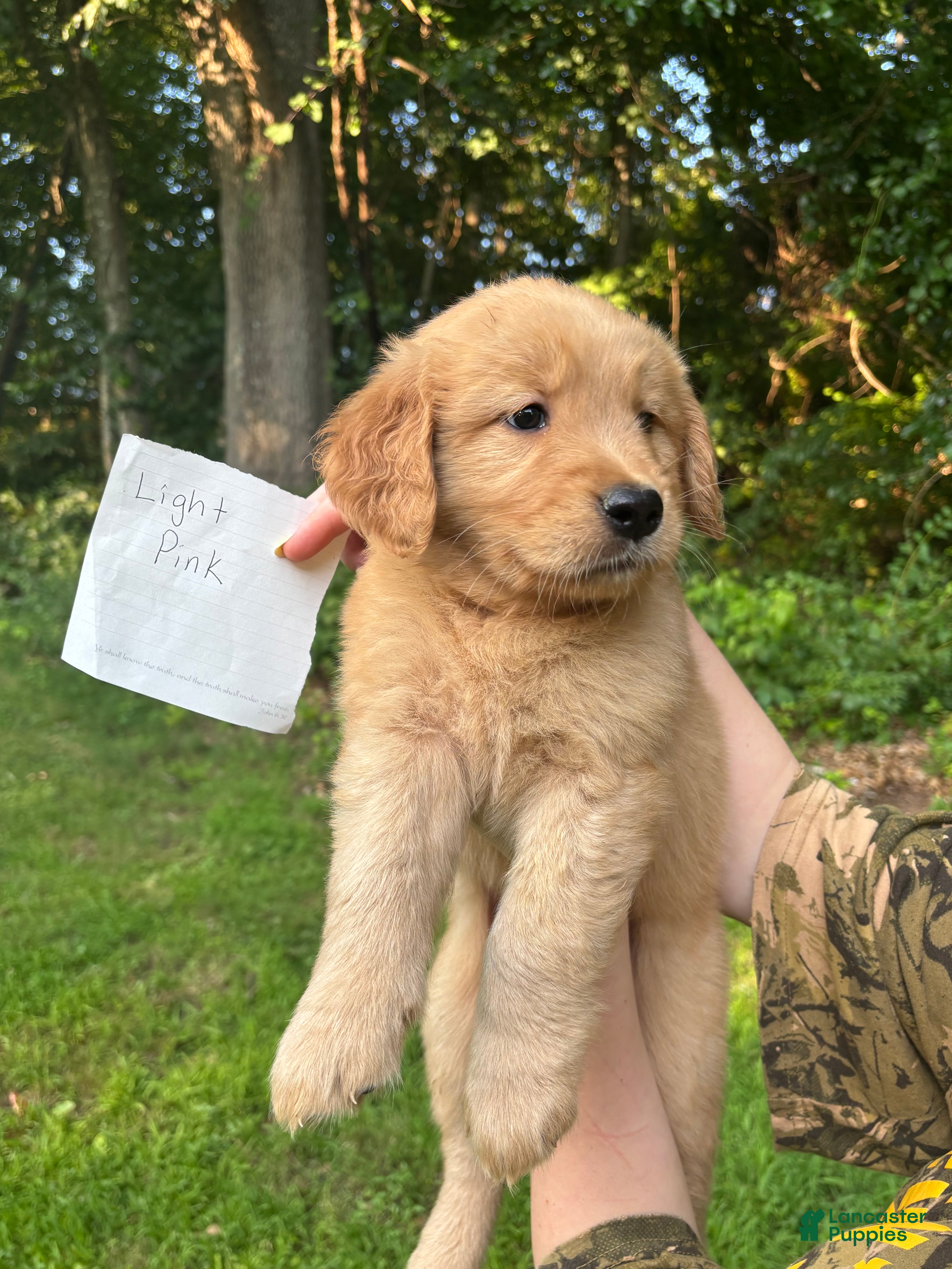 Golden Retriever dogs LT pink - Ad 19