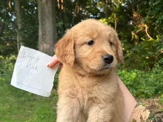 Golden Retriever dogs LT pink - Ad 19