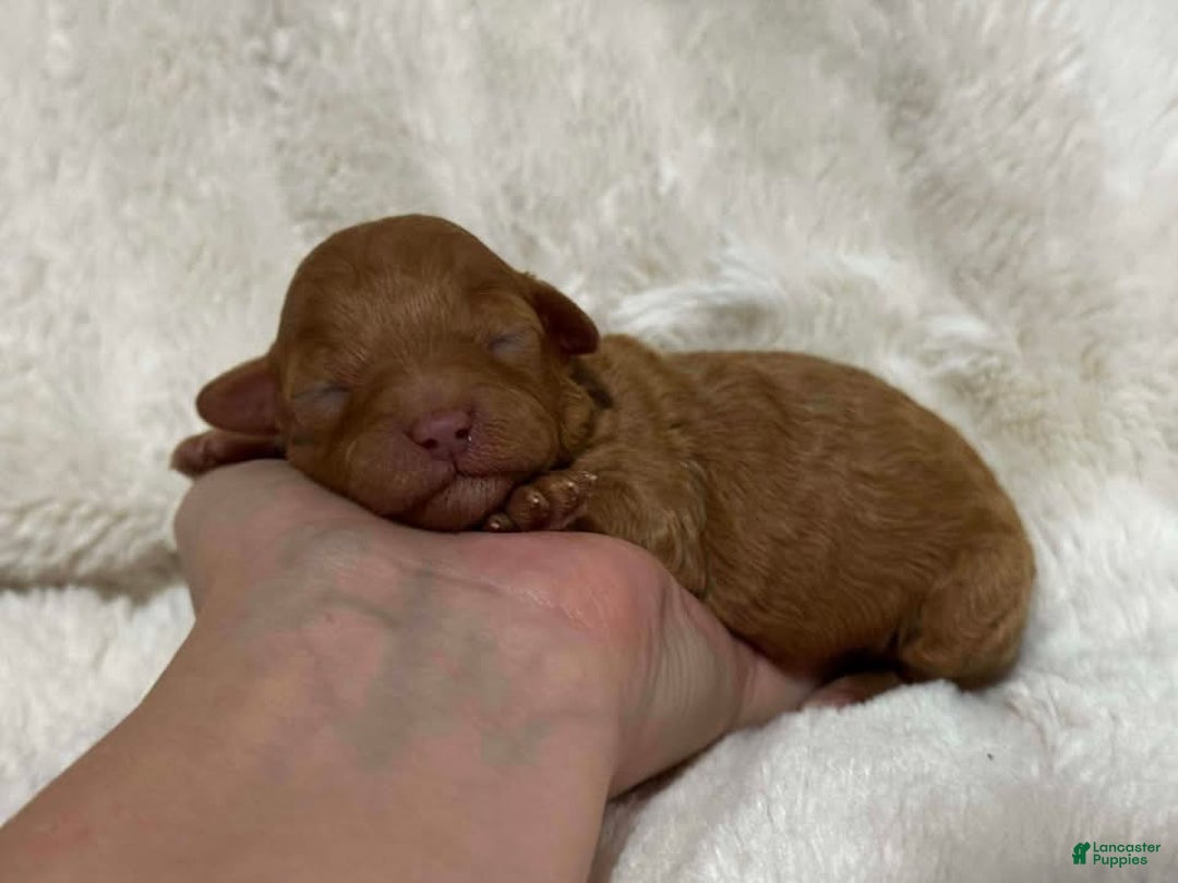 Toy Poodle dogs for sale: Lovey - Ad 1