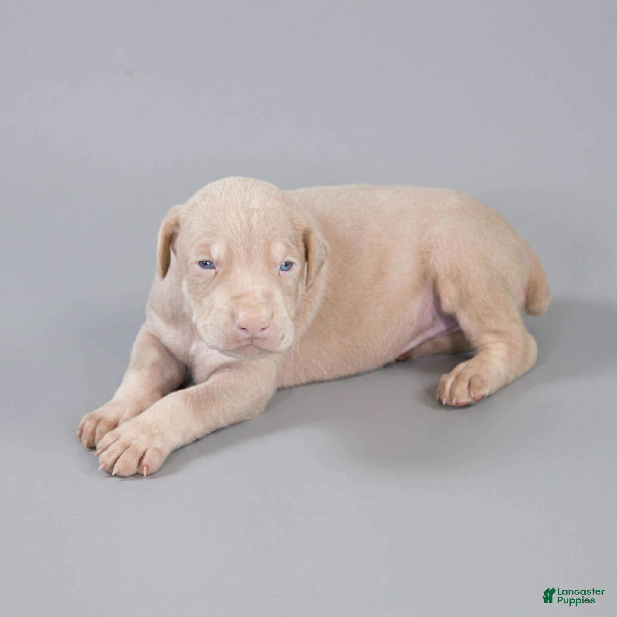 Doberman Pinscher dogs Silvan - Ad 21