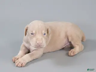 Doberman Pinscher dogs Silvan - Ad 21