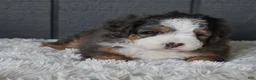 Mini Bernedoodle dogs for sale: Jax F1b - Ad 11