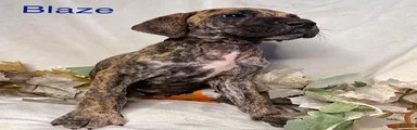 Blaze
