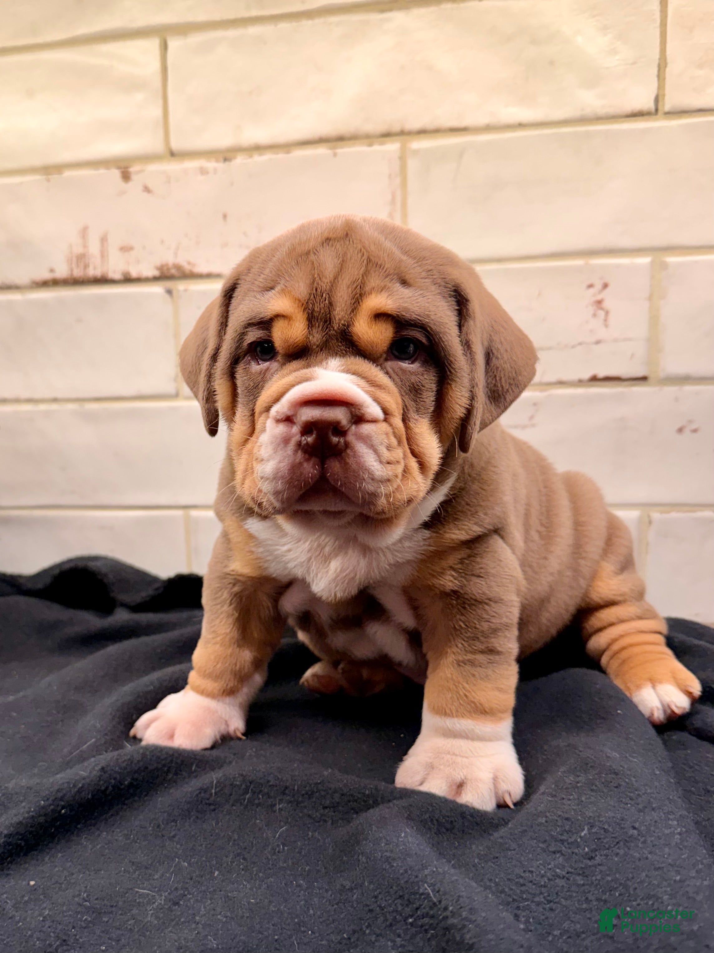 Beabull dogs Bear - Ad 1