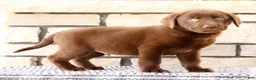 Labrador Retriever dogs for sale: Roger - Ad 4