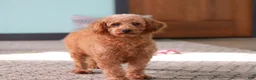 Yorkiepoo dogs for sale: Patter - Ad 7