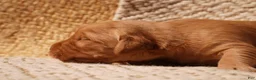 Golden Retriever dogs for sale: Daisy -AKC, Genetically Clear - Ad 67