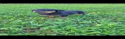 Rottweiler dogs for sale: Bell - Ad 6
