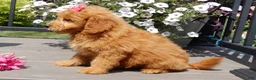Mini Goldendoodle dogs for sale: Abby - Ad 3