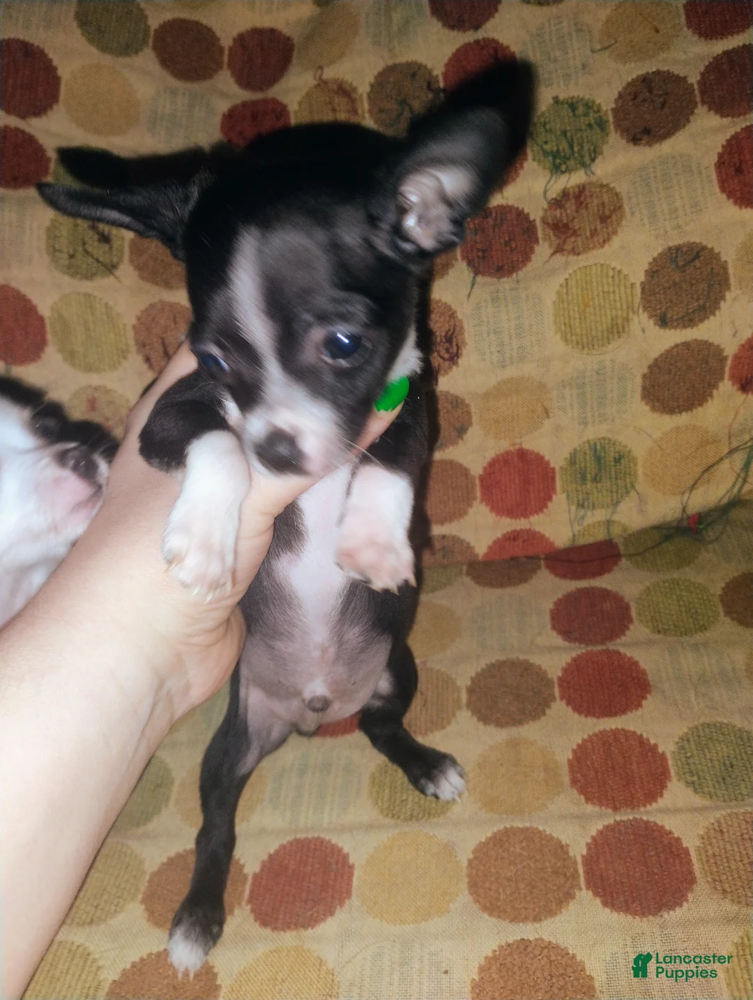 Chihuahua dogs for sale: Chihuahua Puppy 1 - Ad 2